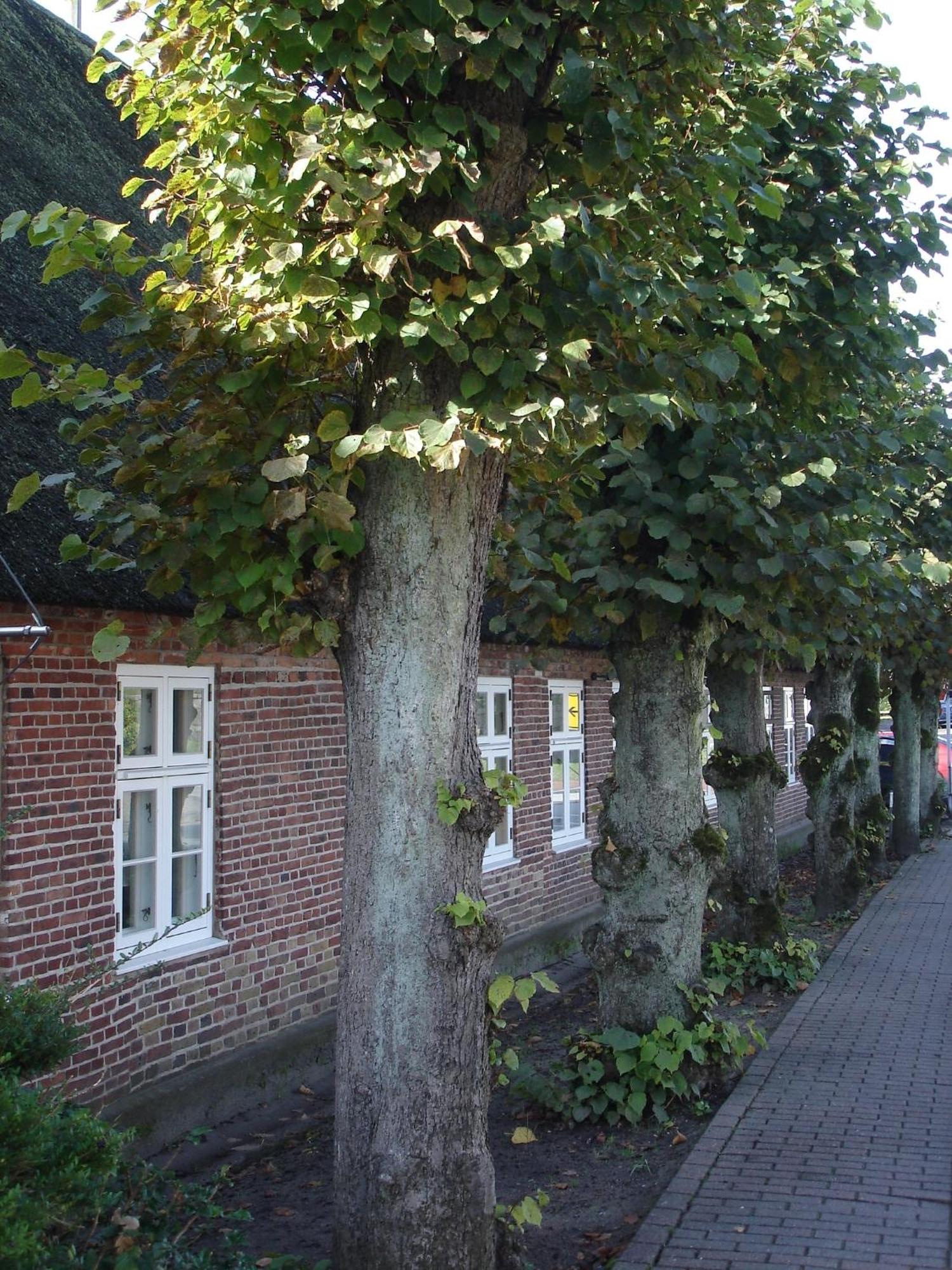 Tetens Gasthof Süderlügum Exteriér fotografie